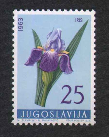 perunika 1963 godina perunika 1963 godina